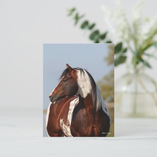 Bob Langrish Tobiano Paint Horse Stallion headshot Briefkaart (Staand voorkant)