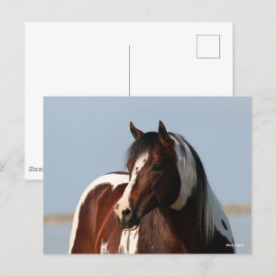 Bob Langrish Tobiano Paint Horse Stallion Headshot Briefkaart