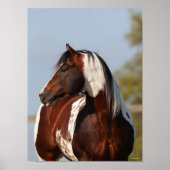 Bob Langrish Tobiano Paint Horse Stallion headshot Poster (Voorkant)