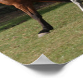 Bob Langrish | Twee Arabische paarden die samenlev Poster (Hoek)