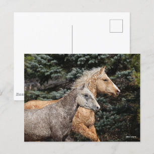Bob Langrish   Twee Bashkir Curly-paarden — Hoofds Briefkaart