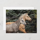 Bob Langrish | Twee Bashkir Curly-paarden — Hoofds Briefkaart (Voorkant / Achterkant)