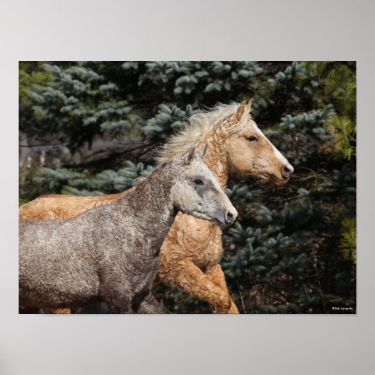 Bob Langrish | Twee Bashkir Curly-paarden — Hoofds Poster (Voorkant)