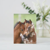 Bob Langrish | Twee bijeenkomsten van Appalosa-foe Briefkaart (Staand voorkant)