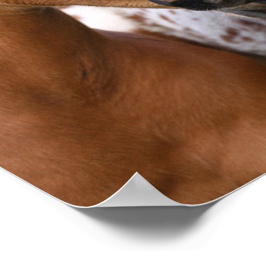 Bob Langrish | Twee bijeenkomsten van Appalosa-foe Poster (Hoek)