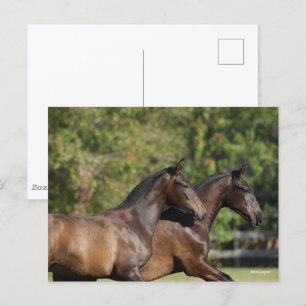 Bob Langrish Twee bruine Andaluciaanse paarden d Briefkaart