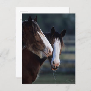 Bob Langrish   Twee Clydesdale-paarden — headshot Briefkaart