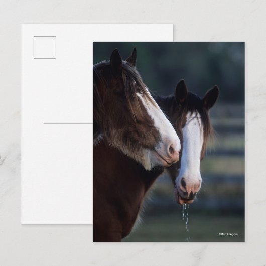 Bob Langrish | Twee Clydesdale-paarden — headshot Briefkaart (Voorkant / Achterkant)