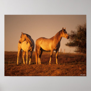 Bob Langrish   Twee grijze Arabieren die op zonson Poster