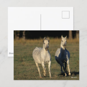 Bob Langrish Twee grijze Arabieren die samenleve Briefkaart