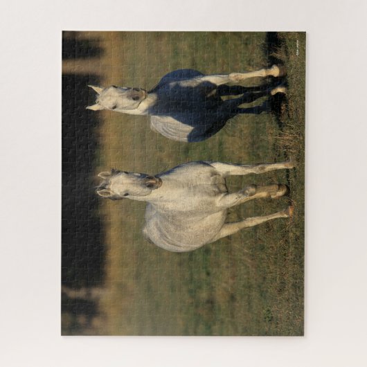 Bob Langrish | Twee grijze Arabieren die samenleve Legpuzzel (Verticaal)