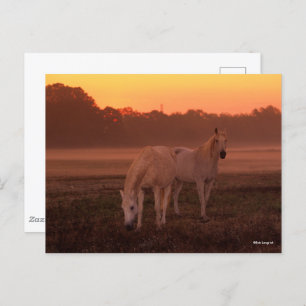 Bob Langrish Twee grijze Arabische paarden Briefkaart