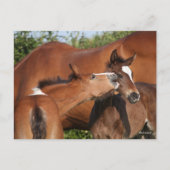 Bob Langrish | Twee Ierse sportwedstrijden Briefkaart (Voorkant)