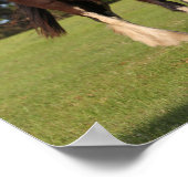 Bob Langrish | Twee jonge Shire Horse Youngsters Poster (Hoek)