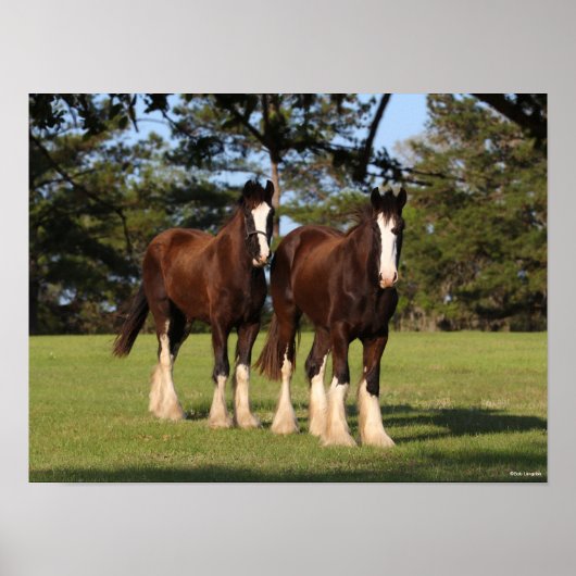 Bob Langrish | Twee jonge Shire Horse Youngsters Poster (Voorkant)