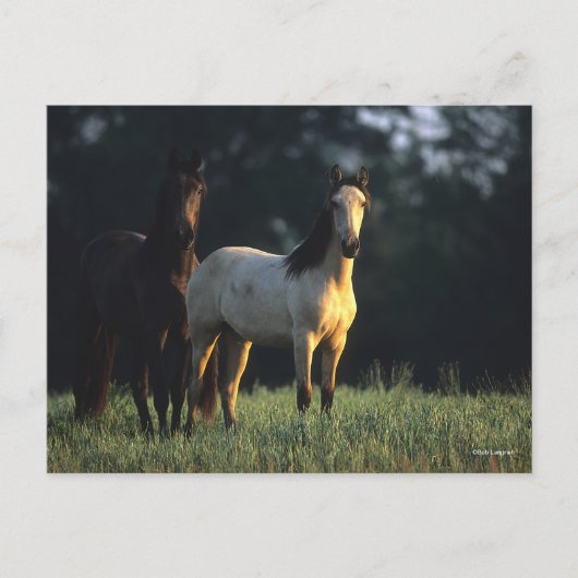 Bob Langrish | Twee Kiger Mustangs Permanent Briefkaart (Voorkant)