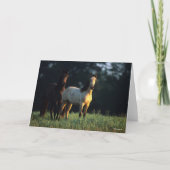 Bob Langrish | Twee Kiger Mustangs Permanent Kaart (Voorkant)