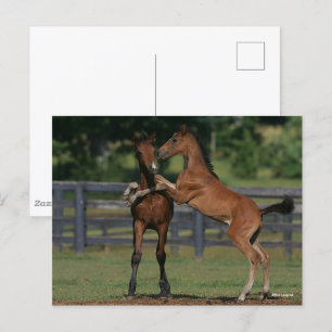 Bob Langrish Twee Morgan Foals Play Briefkaart