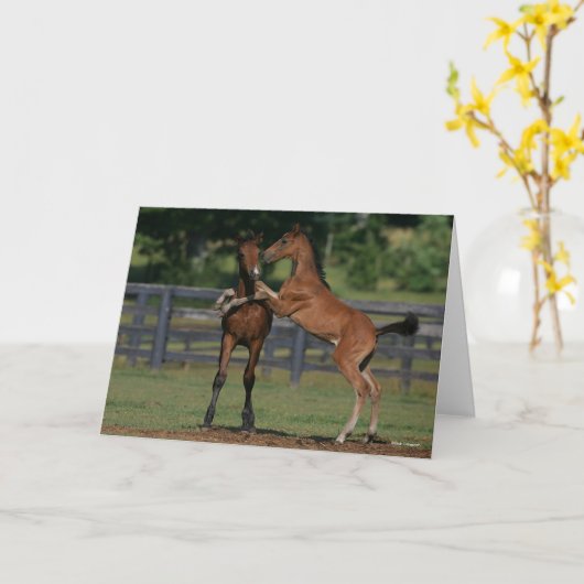 Bob Langrish | Twee Morgan Foals Play Kaart (Gele Bloem)