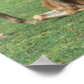 Bob Langrish | Twee Morgan Horse Foals Pspelen Poster (Hoek)