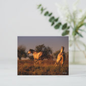 Bob Langrish | Twee paarden die op zonsondergang r Briefkaart (Staand voorkant)