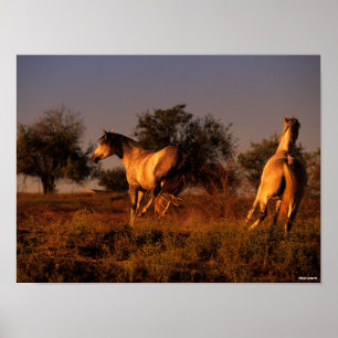 Bob Langrish   Twee paarden die op zonsondergang r Poster