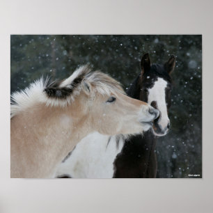 Bob Langrish Twee pony's die elkaar ontmoeten op Poster
