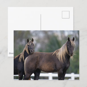Bob Langrish Twee Rocky Mountain-paarden Briefkaart