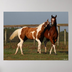 Bob Langrish Twee verfpaarden die samen spelen Poster