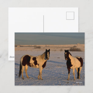 Bob Langrish Twee verfpaarden in de sneeuw Briefkaart