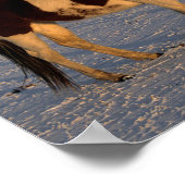 Bob Langrish | Twee verfpaarden in de sneeuw Poster (Hoek)