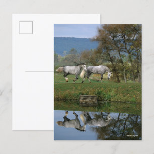 Bob Langrish   Twee warmbloedige pannen van het me Briefkaart