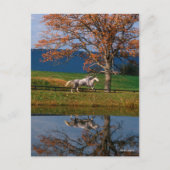 Bob Langrish | Twee warmbloedige pannen van het me Briefkaart (Voorkant)