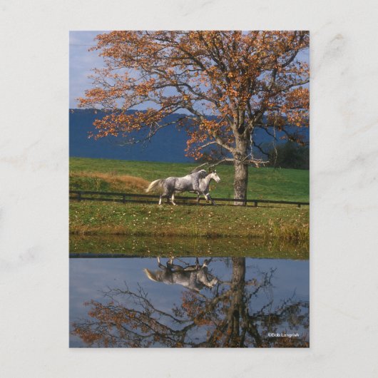 Bob Langrish | Twee warmbloedige pannen van het me Briefkaart (Voorkant)