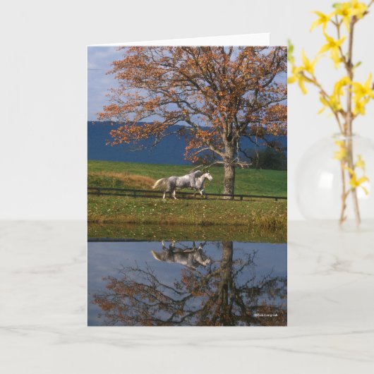 Bob Langrish | Twee warmbloedige pannen van het me Kaart (Gele Bloem)