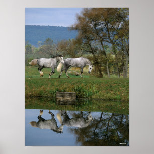 Bob Langrish Twee warmbloedige pannen van het me Poster