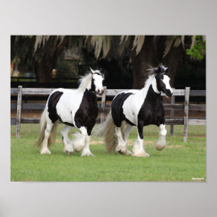 Bob Langrish   Twee zwarte en witte gipspanners Poster