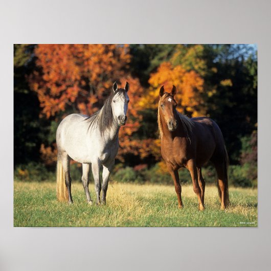Bob Langrish Two Arabs die samen in het veld staan Poster (Voorkant)