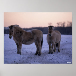 Bob Langrish Two Fjord Horses Standing In Snow Poster