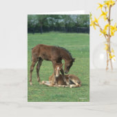 Bob Langrish | Two Morgan Horse Foals Playing Kaart (Gele Bloem)