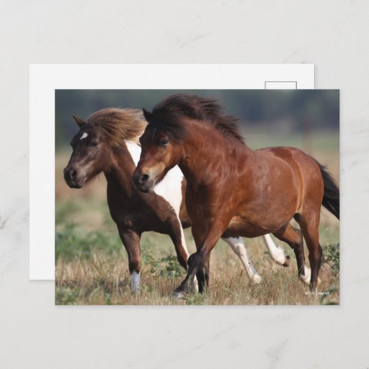 Bob Langrish Two Shetland Ponies die samen lopen Briefkaart (Voorkant / Achterkant)