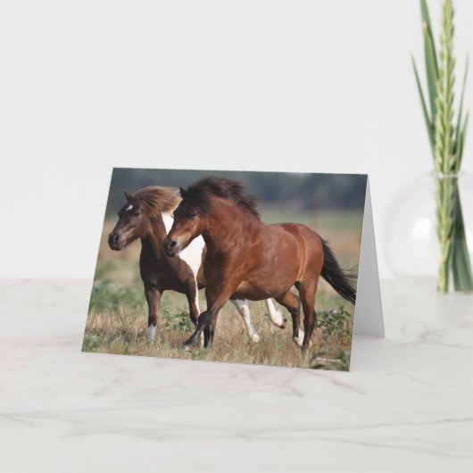 Bob Langrish Two Shetland Ponies die samen lopen Kaart (Voorkant)
