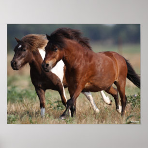 Bob Langrish Two Shetland Ponies die samen lopen Poster
