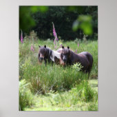 Bob Langrish Two Shetland Ponies Standing Samen Poster (Voorkant)