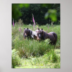 Bob Langrish Two Shetland Ponies Standing Samen Poster