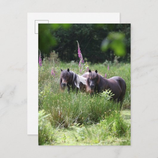 Bob Langrish Two Shetland Ponies Standing Together Briefkaart (Voorkant / Achterkant)