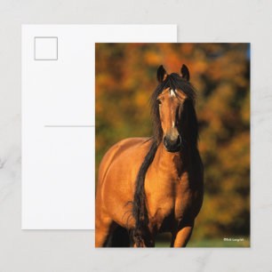 Bob Langrish   Vaststaand Pony Chocktaw Briefkaart