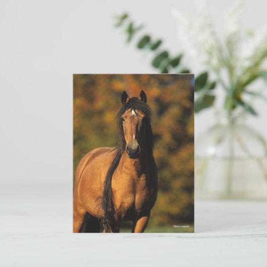 Bob Langrish | Vaststaand Pony Chocktaw Briefkaart (Staand voorkant)