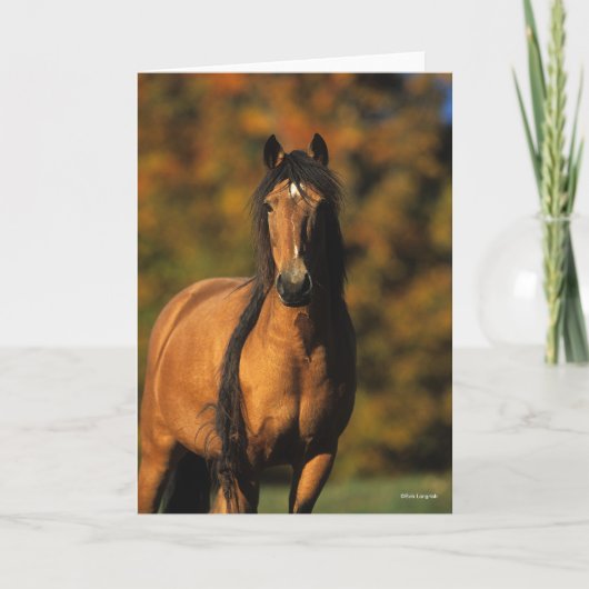 Bob Langrish | Vaststaand Pony Chocktaw Kaart (Voorkant)