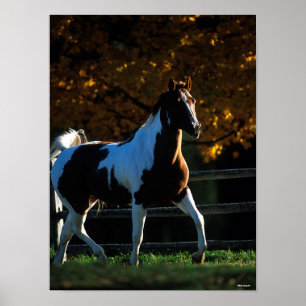 Bob Langrish Verfpaarden die in de herfst met ac Poster